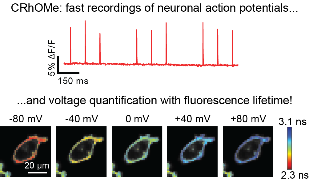 Julia Lazzari-Dean (@jlazzaridean) on Twitter photo A Jack of All Trades, A Real "Renaissance Dye"!
Announcing CRhOMe ("chrome"), a new voltage sensitive dye that we developed at <a href="/MillerChemBio/">Miller Lab</a>
CRhOMe is great for both monitoring action potentials and quantifying voltage.
Preprint: biorxiv.org/content/10.110⦠A Jack of All Trades, A Real "Renaissance Dye"!
Announcing CRhOMe ("chrome"), a new voltage sensitive dye that we developed at <a href="/MillerChemBio/">Miller Lab</a>
CRhOMe is great for both monitoring action potentials and quantifying voltage.
Preprint: biorxiv.org/content/10.110ā¦