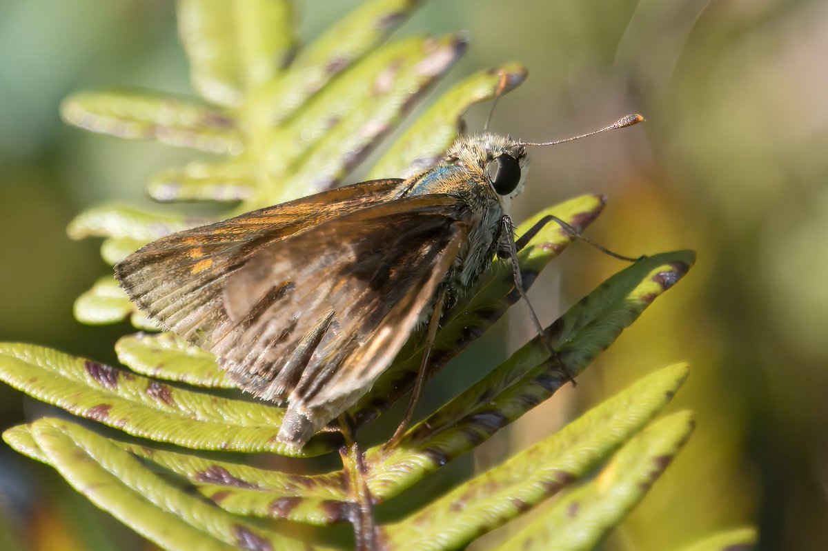 riverguy47's tweet image. There were few subjects to capture today but this Skipper did not mind its picture taken.