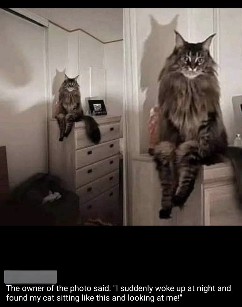 The chances of being killed by a demon cat are low, but they aren't zero