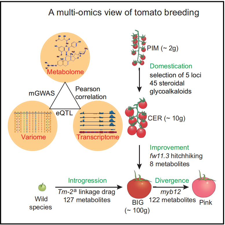 MetwareGlobal's tweet photo. Share another interesting study on tomato breeding: "Rewiring of the Fruit Metabolome in Tomato Breeding," published in Cell, using Metware Widely-Targeted #Metabolomics assay. Discover more at: https://t.co/qdLw0SIpjP
#TomatoBreeding #Research #CellJournal #genetics https://t.co/iyoyKGEoPI