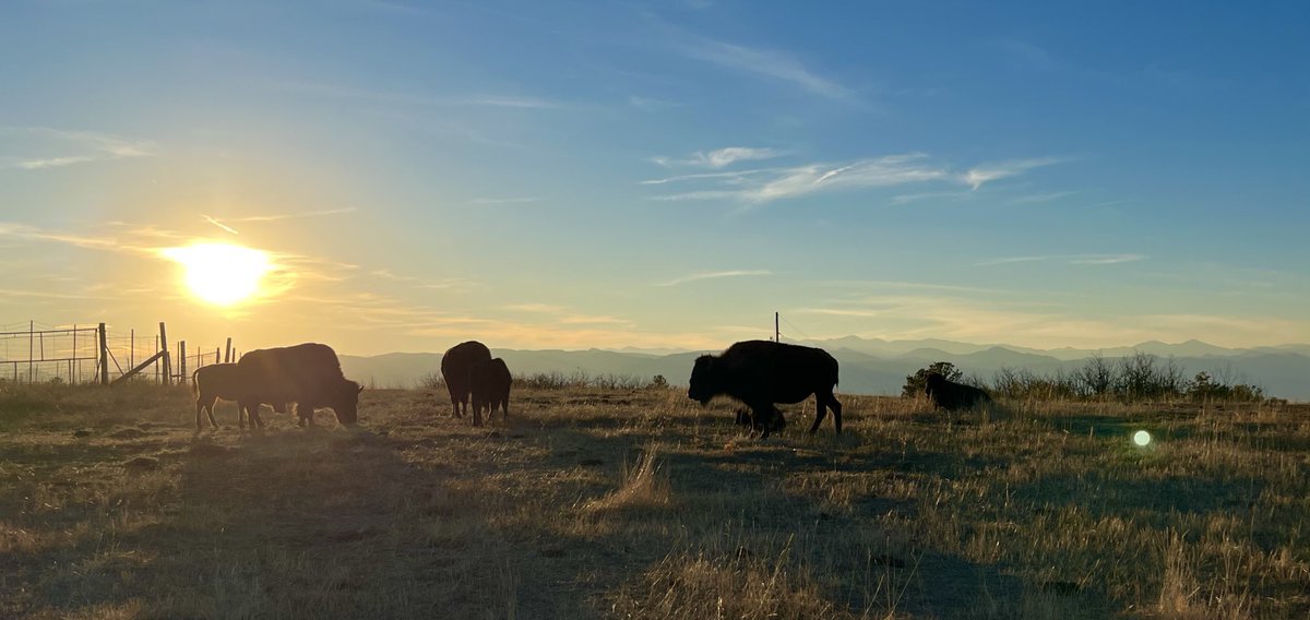 Amazing sunset this evening on my bike ride with the great American bison and the magnificent Rocky Mountains in the background 🙌❤️ #metabolichealth #mentalhealth #zone2