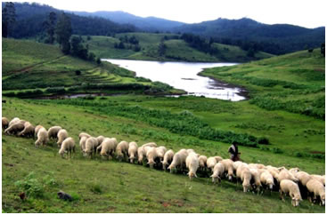 Southern Regional Research Centre, Mannavanur is part of ICAR-Central Sheep and Wool Research Institute. It occupy 1346acre, in that TN  has 400acre for ecopark, forest dept hold 801acre, remaining ~145 acre is with SRRC. It sits at 2030m height, avg annual rainfall of 1055mm 2/3