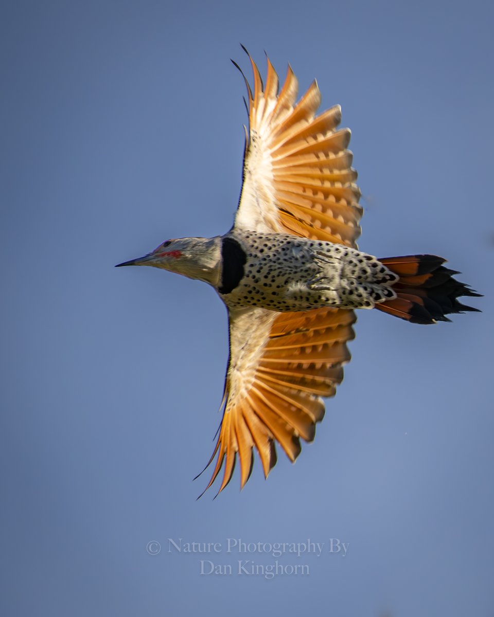 I'm thinking going from 1/2000th of a sec. to 1/3000th.  These Northern Flickers are so fast!  This shot does show why us #BirdPhotographers want flying images.  Most of their color is under the wing.  🙏🤓✌️