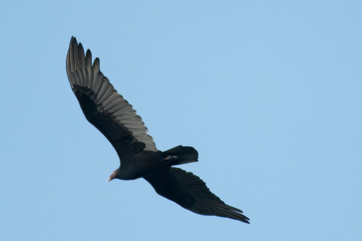 riverguy47's tweet image. We will start seeing more buzzards as the northern relatives come for an extended visit.