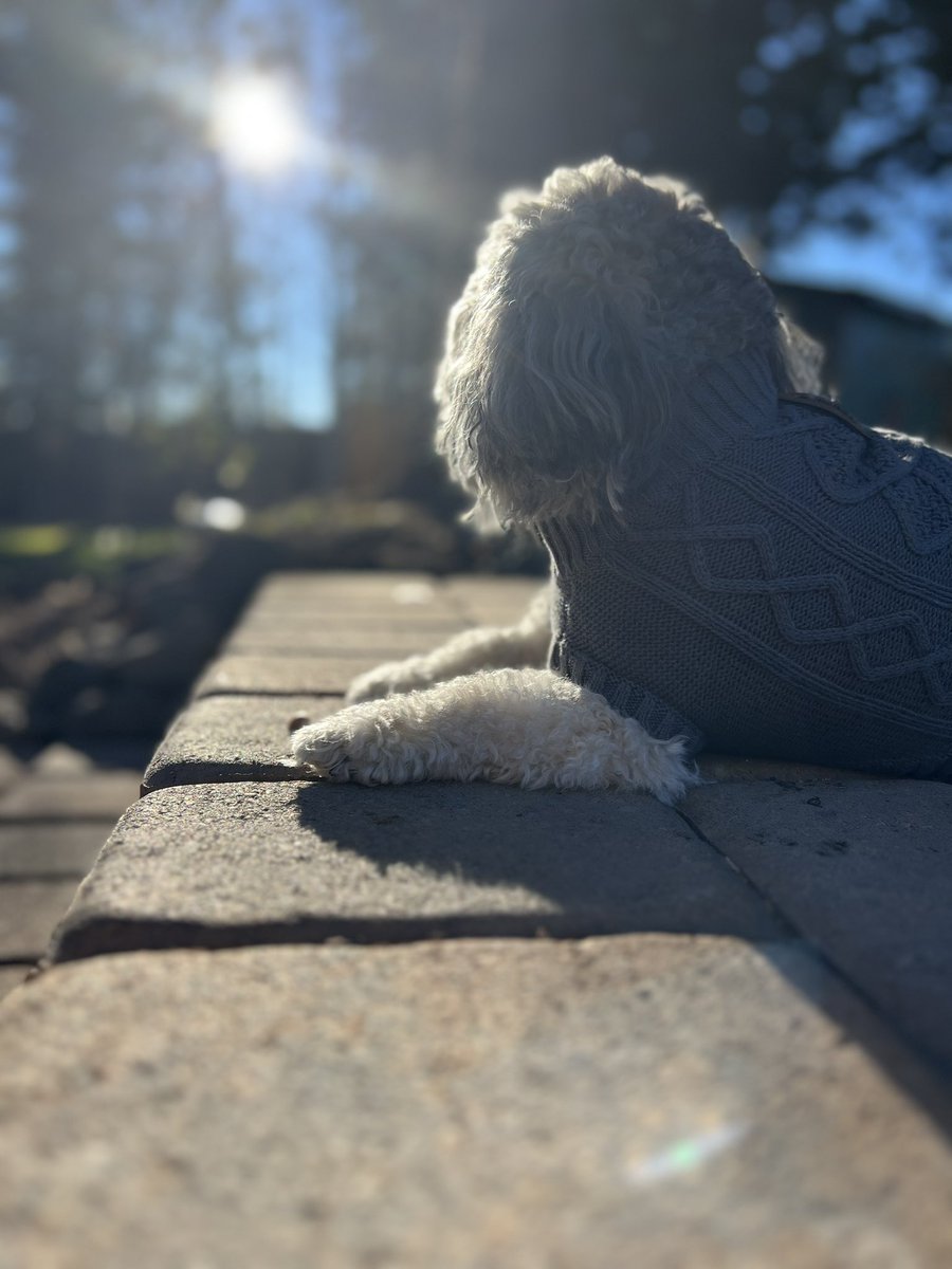 Olaf_LittleMan's tweet photo. I hope everyone has had a good wagging tail weekend! Here is October Countdown for Saturday 14th and today Sunday 15th.
Throwback to Fall photo shoot 2022🐶🍂🍁🍃🐶 #October14th #October15th #OctoberCountdown https://t.co/7vxgTcHgB7
