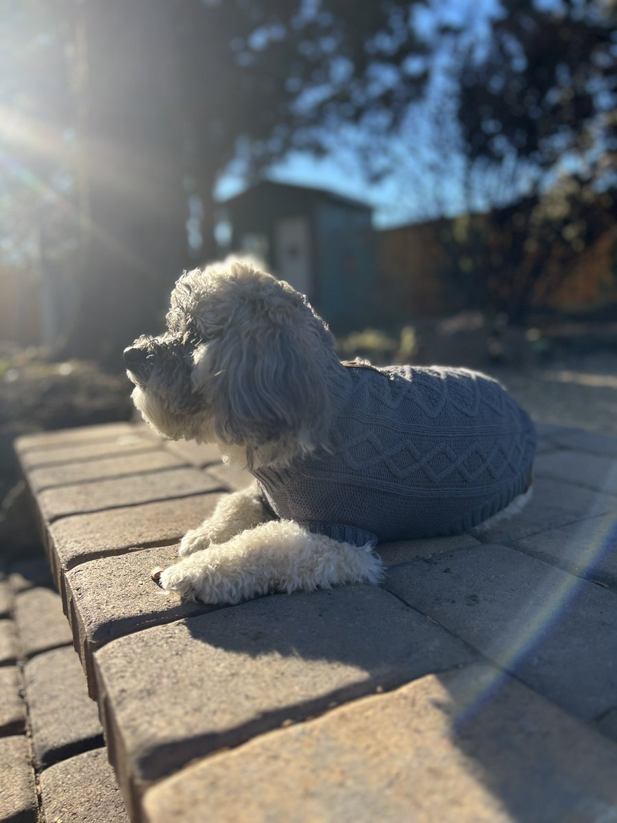 Olaf_LittleMan's tweet photo. I hope everyone has had a good wagging tail weekend! Here is October Countdown for Saturday 14th and today Sunday 15th.
Throwback to Fall photo shoot 2022🐶🍂🍁🍃🐶 #October14th #October15th #OctoberCountdown https://t.co/7vxgTcHgB7
