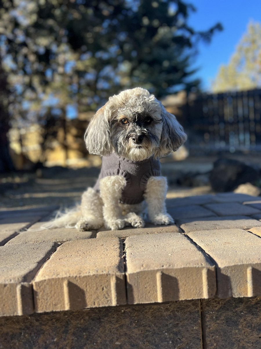 Olaf_LittleMan's tweet photo. I hope everyone has had a good wagging tail weekend! Here is October Countdown for Saturday 14th and today Sunday 15th.
Throwback to Fall photo shoot 2022🐶🍂🍁🍃🐶 #October14th #October15th #OctoberCountdown https://t.co/7vxgTcHgB7