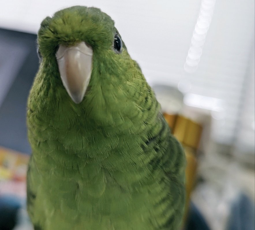 進捗いかがですか
#めかぶ部長