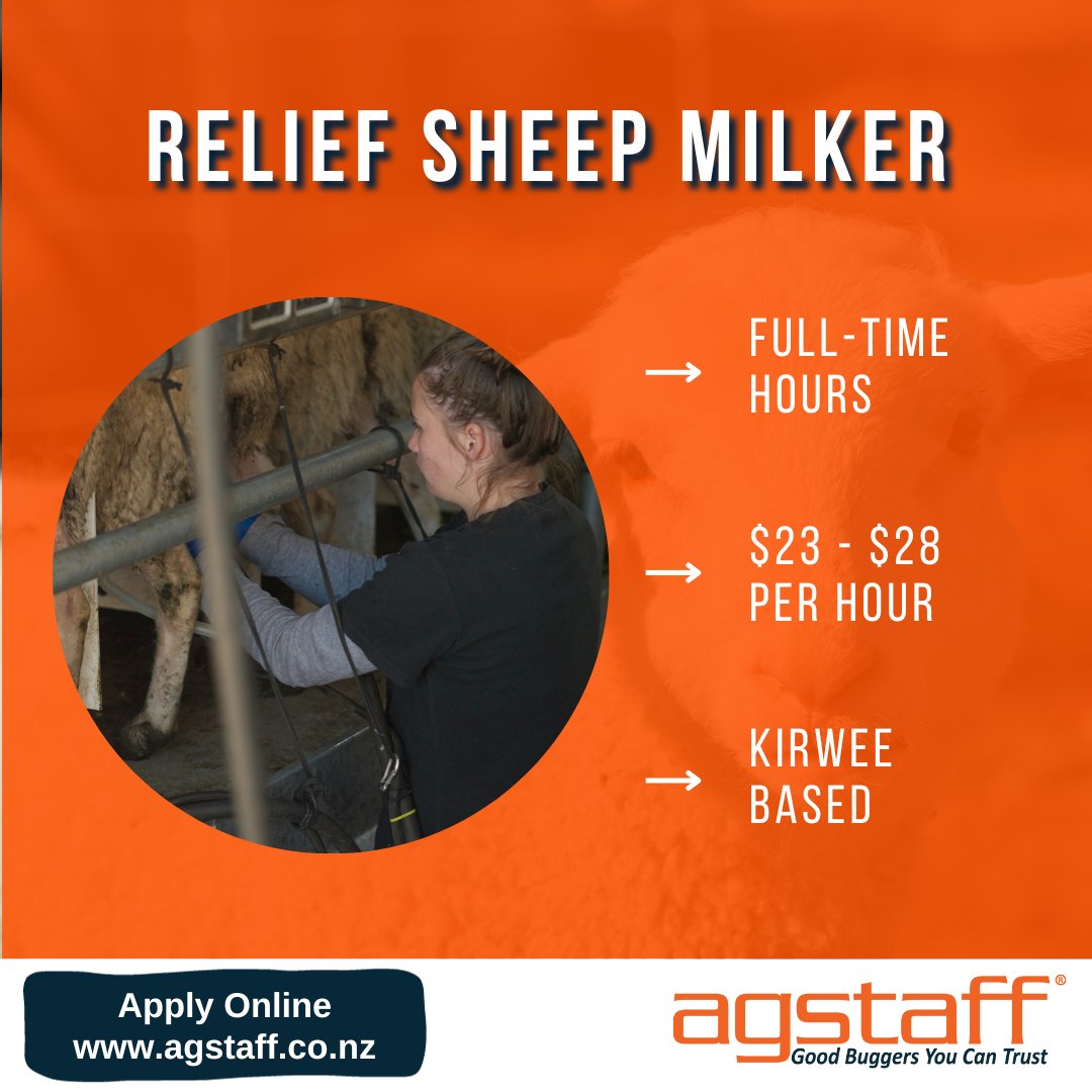 Milk 600 sheep twice daily, and assist with animal husbandry requirements as our Relief Sheep Milker in Kirwee. 

Apply online: bit.ly/ReliefMilker
 #jobvacancy #hiringnow #workavailable #sheepmilk