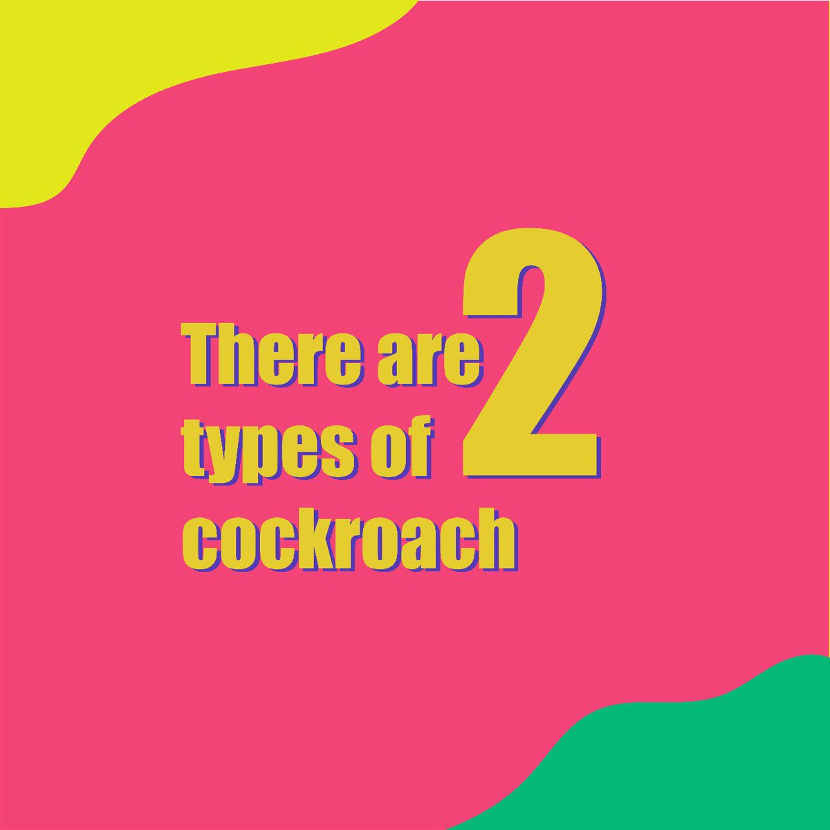 IpestM's tweet image. There are two main types of cockroaches!🪳  

Both are equally creepy and irritating pests but it is good to know which is which to know where they come from and why!🔍🪳  

#CockroachControl #PestControl #PestFreeHome #Cockroaches