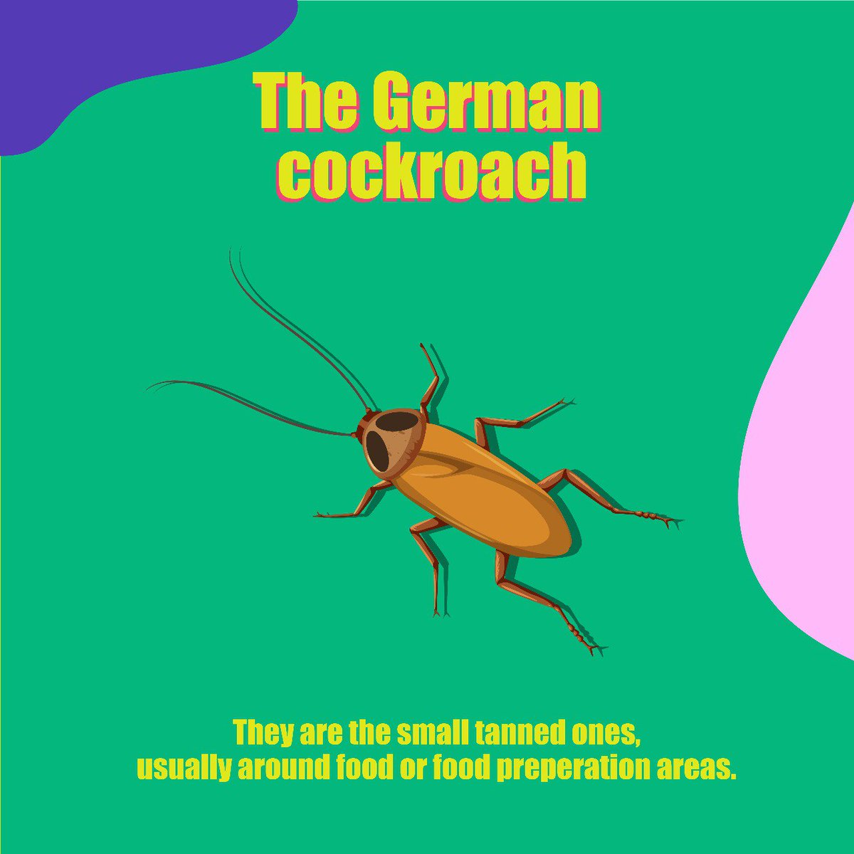 IpestM's tweet image. There are two main types of cockroaches!🪳  

Both are equally creepy and irritating pests but it is good to know which is which to know where they come from and why!🔍🪳  

#CockroachControl #PestControl #PestFreeHome #Cockroaches