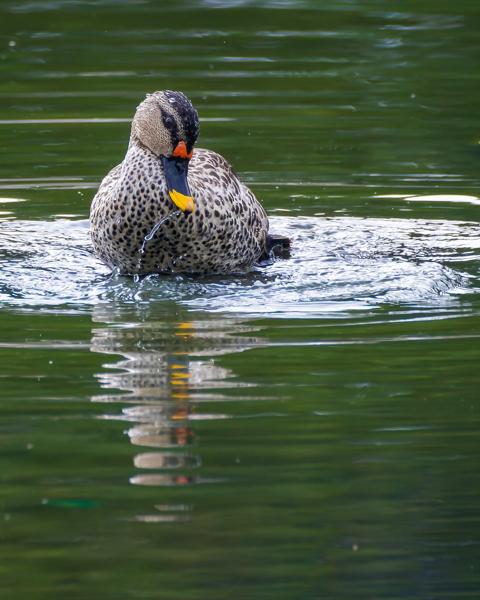 Turn your #mondayblues to green 💚 #happymonday in frame #spotbilledduck #indiAves #birding #birdphotography #birdwatching #BirdsSeenIn2023 #natgeoindia