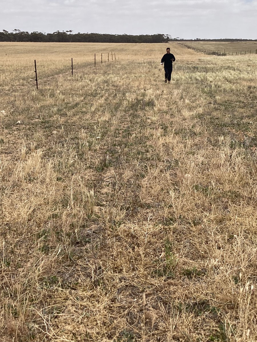 Andrew Smith (@farmsystsci) on Twitter photo An early end to trials near Cleve. Dry conditions but arrowleaf clover and serradella hanging on for dear life if a summer shower comes along and showing promise  for next year. An early end to trials near Cleve. Dry conditions but arrowleaf clover and serradella hanging on for dear life if a summer shower comes along and showing promise  for next year.