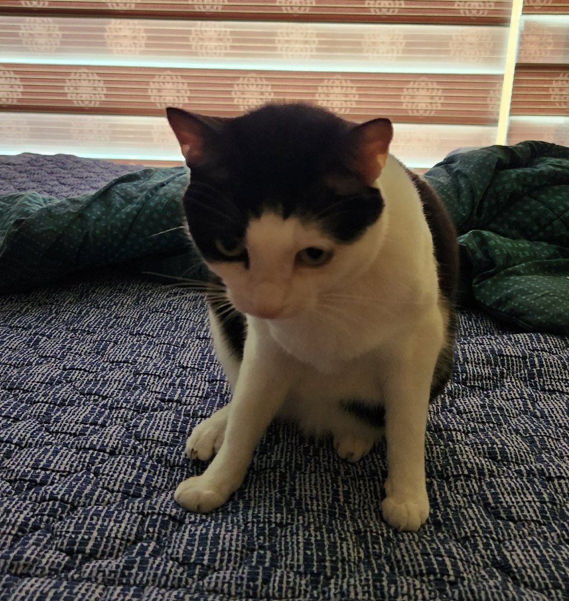 어정쩡한 고양이
ㅋㅋㅋㅋㅋㅋ