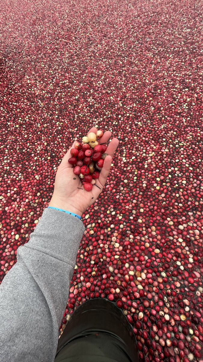CorRasenberg's tweet photo. snuck up north to the Muskokas this weekend to do some hiking and wade around in a cranberry bog - a core memory in my books!

Ontarios only remaining cranberry farm @ Muskoka Lakes Farm &amp; Winery did not disappoint. Highly recommend checking them out if you’re in the area! https://t.co/zIzTzmcI7N