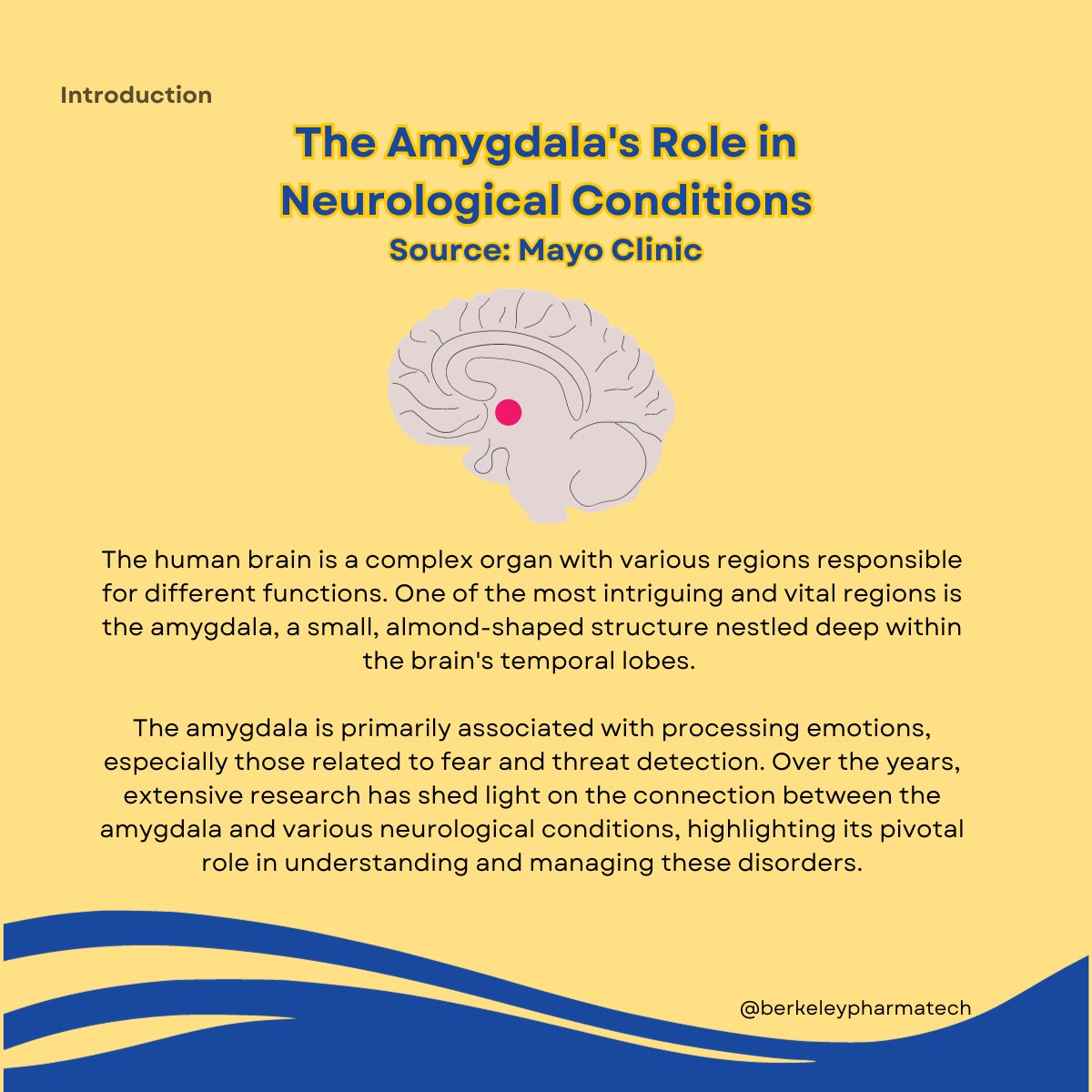 TechBerkeley's tweet image. Learn about the amygdala and how it is connected to PTSD, ASD and epilepsy. 
Follow @TechBerkeley to learn more!

#Neurology #BrainHealth #Amygdala #NeurologicalConditions #MentalHealthAwareness #PTSD #Autism #Epilepsy
