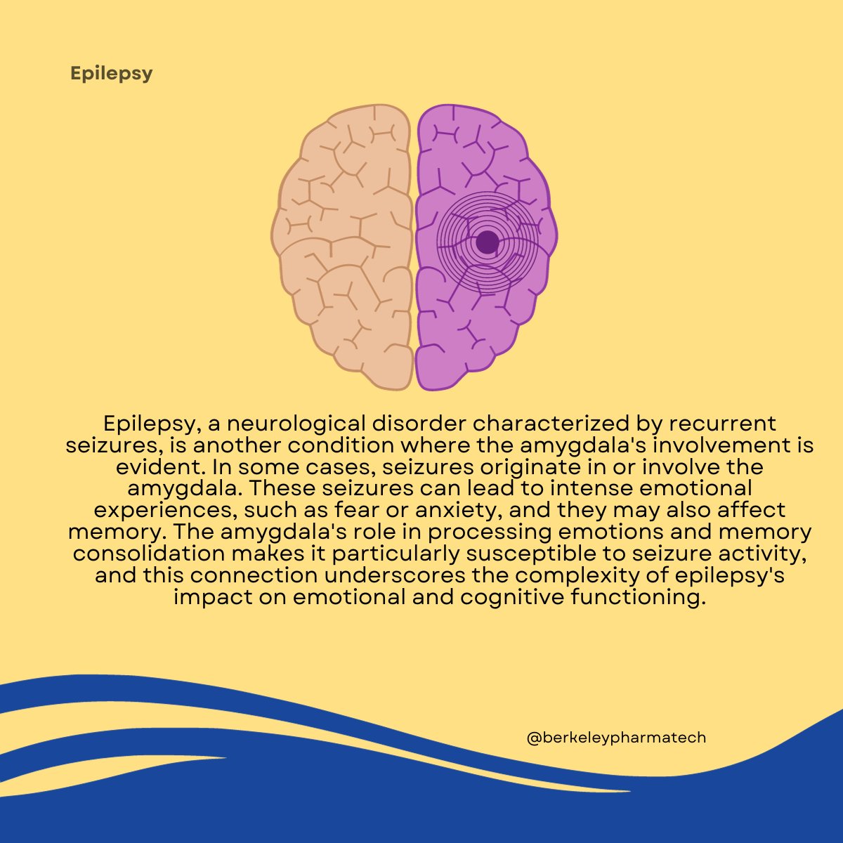 TechBerkeley's tweet image. Learn about the amygdala and how it is connected to PTSD, ASD and epilepsy. 
Follow @TechBerkeley to learn more!

#Neurology #BrainHealth #Amygdala #NeurologicalConditions #MentalHealthAwareness #PTSD #Autism #Epilepsy