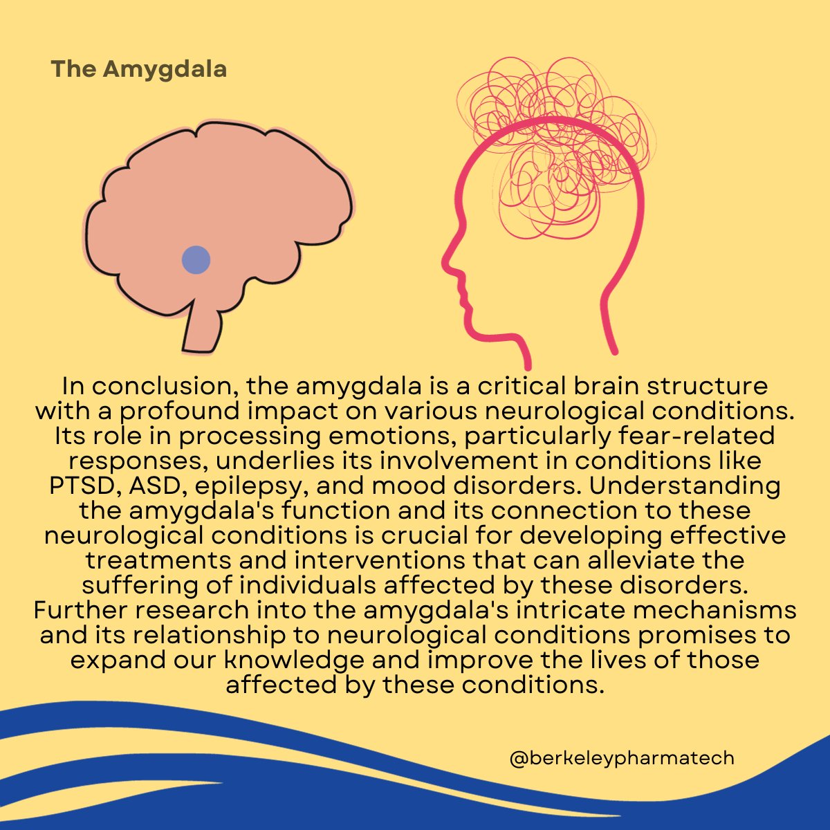 TechBerkeley's tweet image. Learn more about amygdala💡📚
Follow @TechBerkeley to learn more!
#Neurology #BrainHealth #Amygdala #NeurologicalConditions #MentalHealthAwareness
#PTSD #Autism #Epilepsy