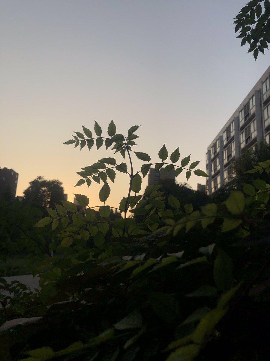 🌇