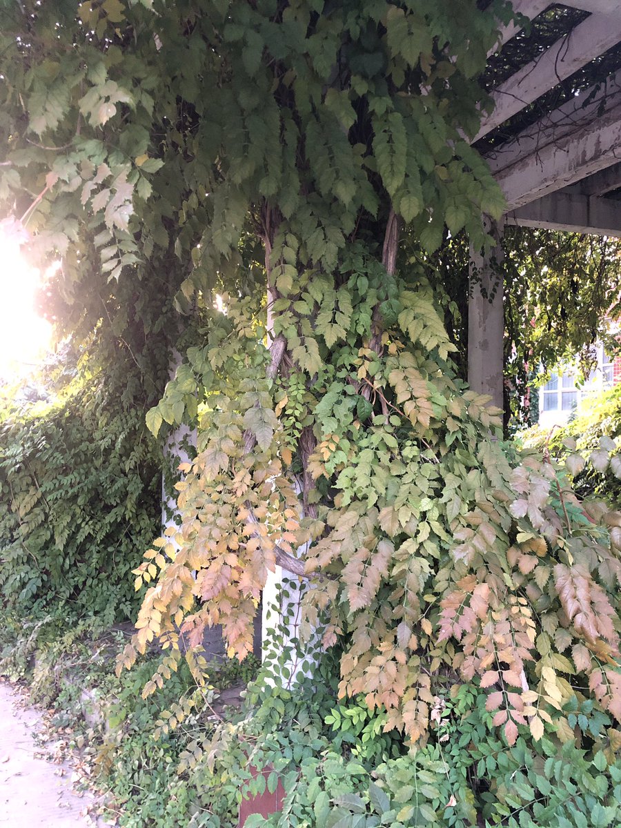🍃🍃🍃