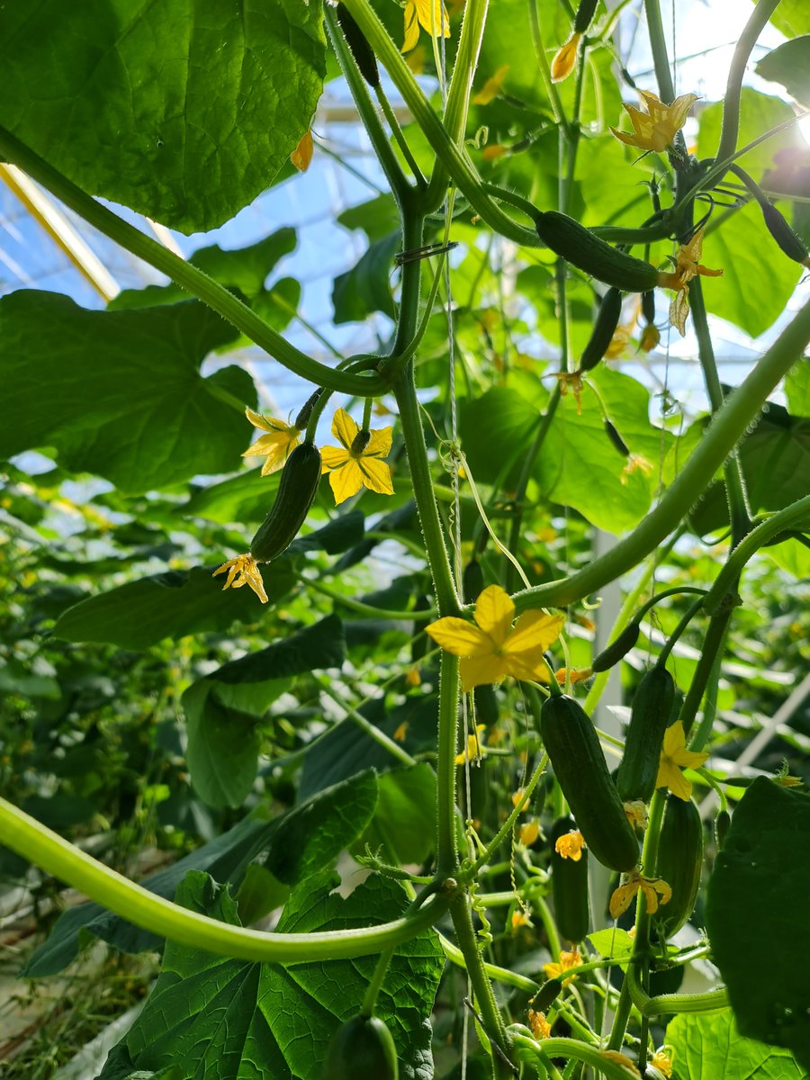 Please RT: Applications are open for one new funded PhD position in my lab: Gummy stem blight is a major problem in cucurbit production. This PhD project will seek to develop new early detection tools and management options for growers.  Apply by Oct. 31
tinyurl.com/4rrvt8am
