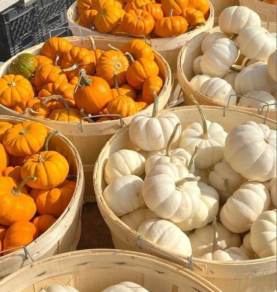 etherealdior's tweet image. crisp autumn mornings 🍁