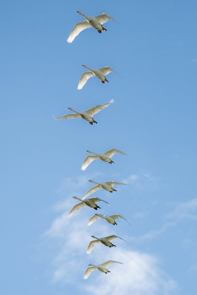 200+ Whooper Swan arriving at RSPB Ouse Washes on Saturday evening @CambsBirdClub #whooperswan #birdmigration