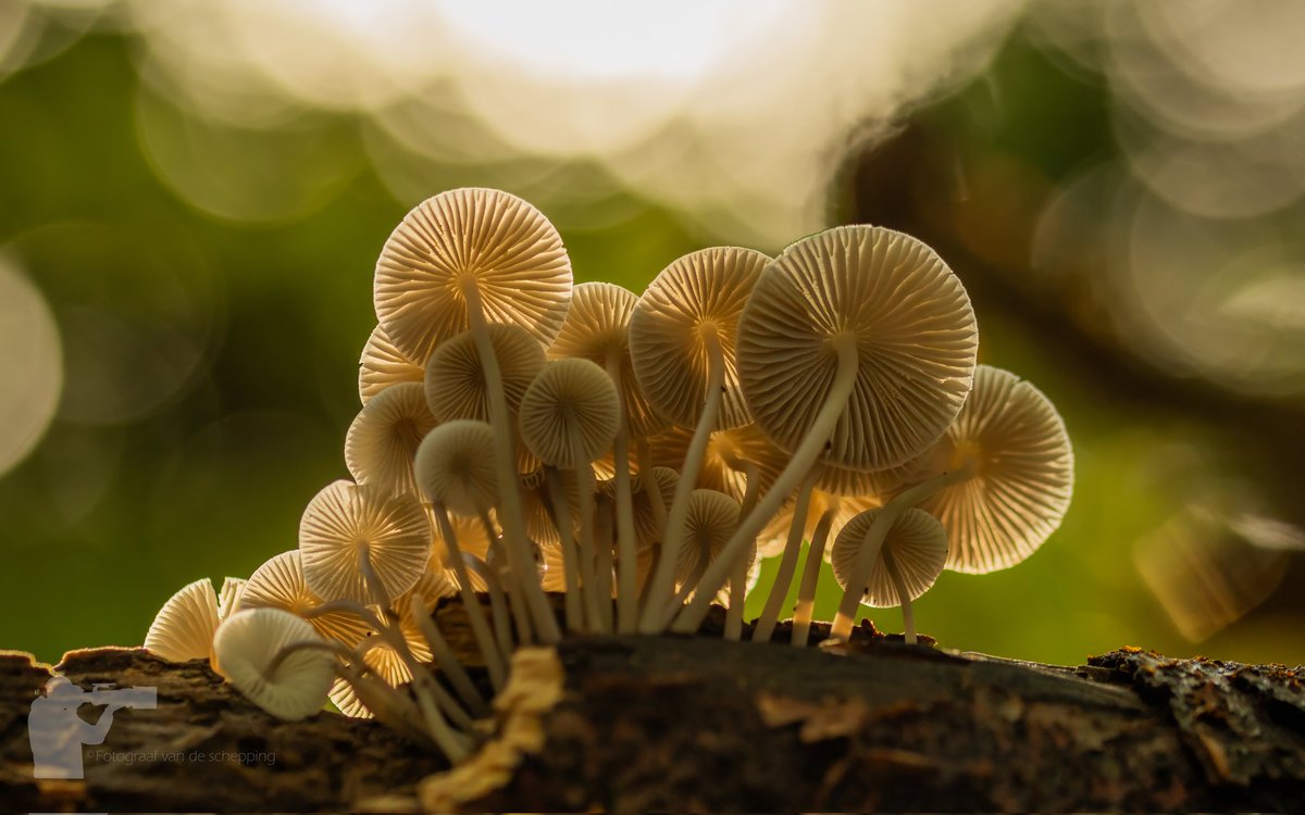 24mattie's tweet photo. Het is weer tijd voor #paddestoelen #mushroom #Autumn #AutumnVibes #herfst @IVNNederland @GR_Landschap @rtvnoord @Middengroningen https://t.co/udK1Ich2xr