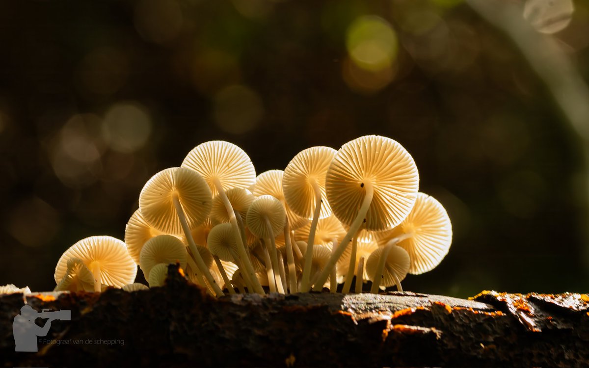 24mattie's tweet photo. Het is weer tijd voor #paddestoelen #mushroom #Autumn #AutumnVibes #herfst @IVNNederland @GR_Landschap @rtvnoord @Middengroningen https://t.co/udK1Ich2xr