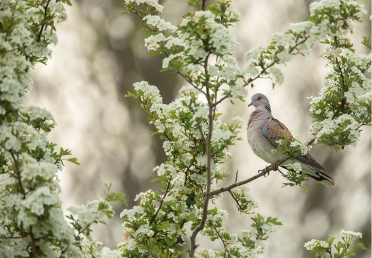 The paper from the national Turtle Dove Survey has now been published! Results show the UK population at 2,092 territories in 2021, down from estimated 125,000 in 1970 PAPER by @ajstanbury et al in #BirdStudy👉tandfonline.com/doi/full/10.10… Blog👉community.rspb.org.uk/ourwork/b/scie… #Ornithology