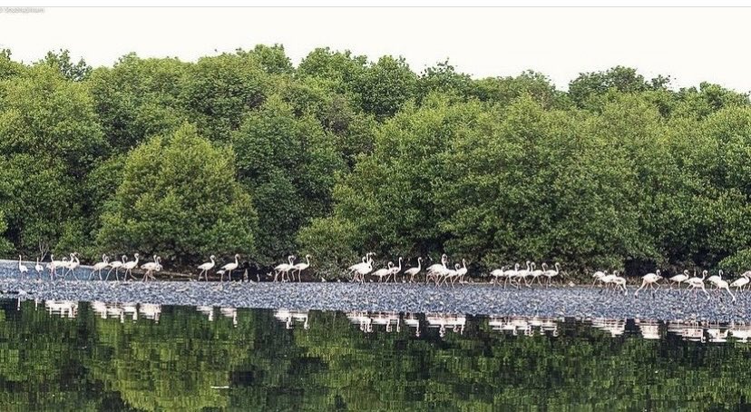 Flamingoes.
#BirdsInHabitat
#IndiAves
#XNatureCommunity
#NaturePhotography 
#NaturePhoto