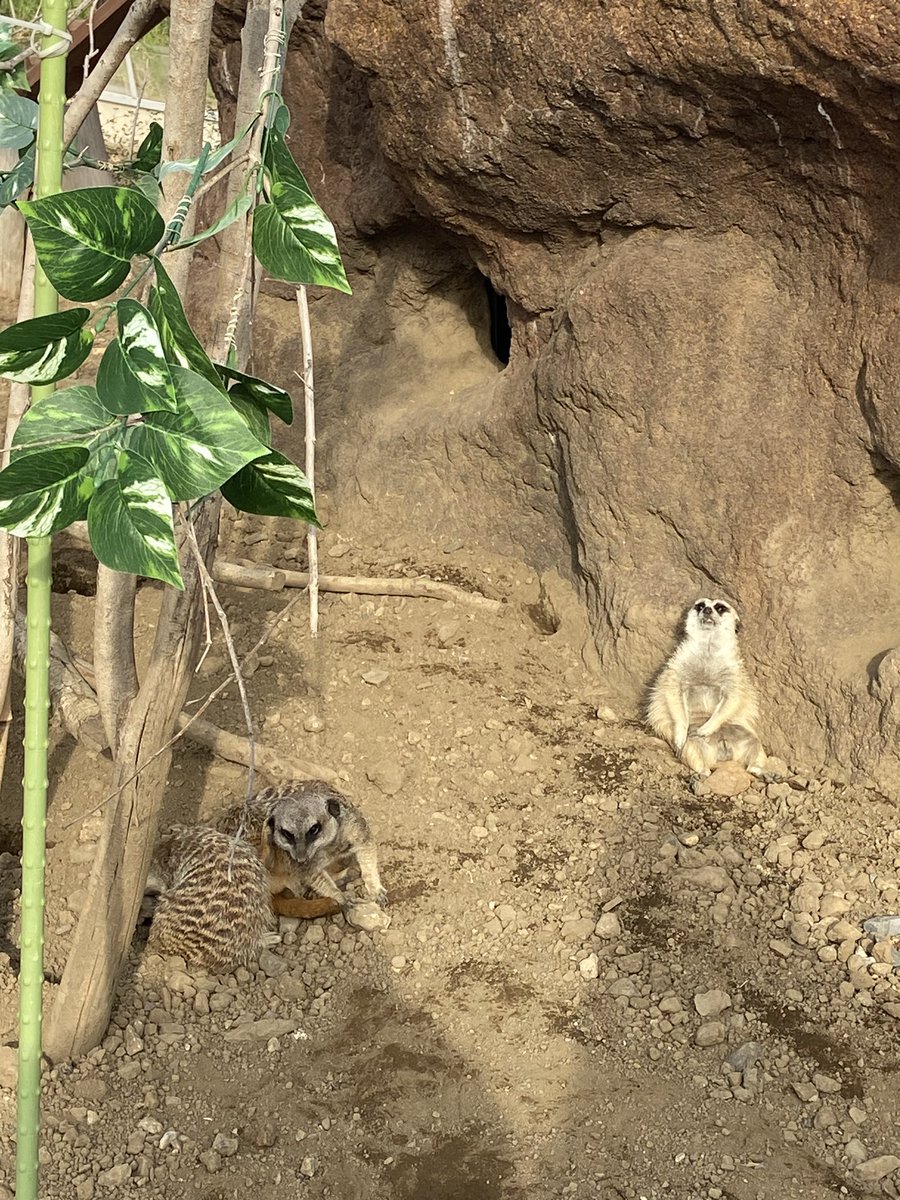 reds3660's tweet photo. あらかわ遊園のやる気なしアニマルズ https://t.co/JvaVbwOgOd