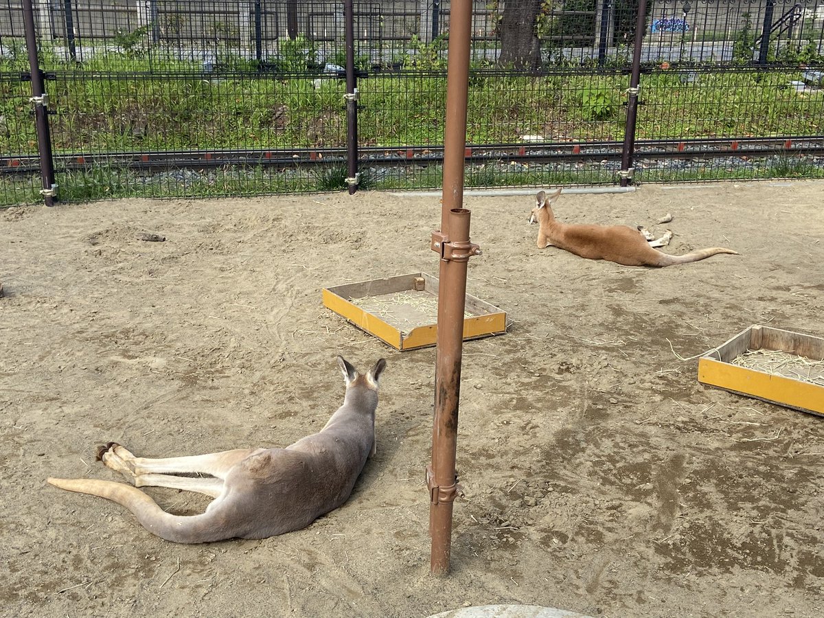 reds3660's tweet photo. あらかわ遊園のやる気なしアニマルズ https://t.co/JvaVbwOgOd