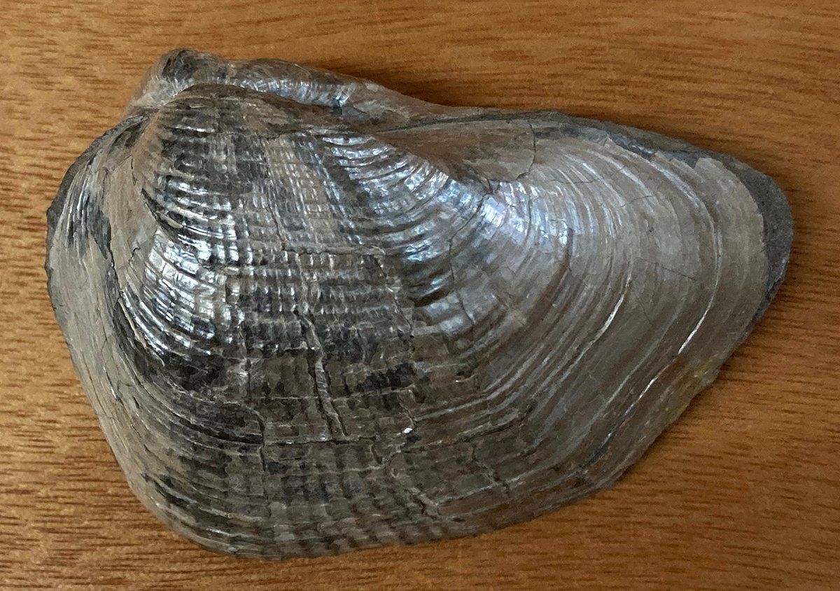 #MolluscMonday Handsome specimen of Pholadomya virgulosa from the Eocene London Clay of Portsmouth. 8 cm wide.