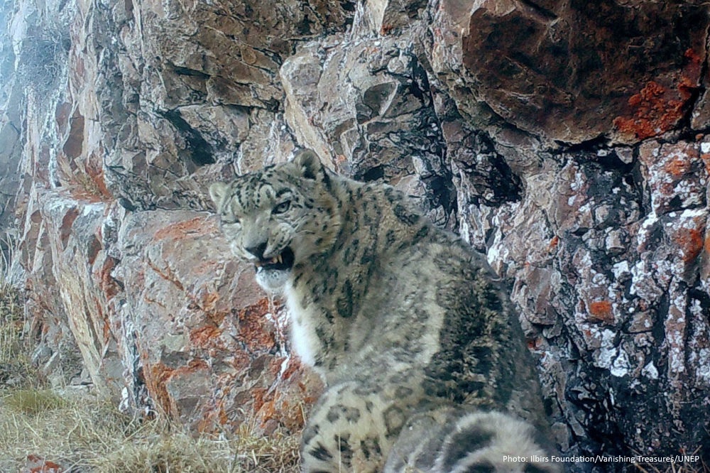 Do you want my picture?📸 📧Submit your entry to the #VanishingTreasures of Kyrgyzstan🇰🇬 photo contest dedicated to the International #SnowLeopard Day Participation requirements: ➡️🔗facebook.com/Ilbirs.org/pos…