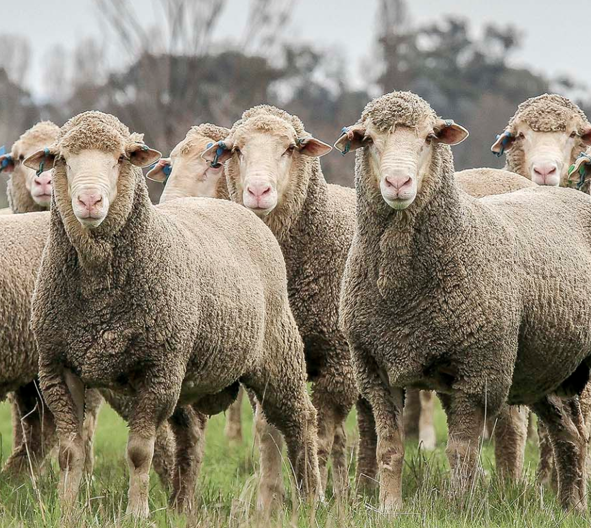 DohneAus's tweet photo. October Newsletter
September was a big month for Dohne ram sales, with rams being sold across three states New South Wales, Western Australia and South Australia.
https://t.co/qej4ErUxvg
#Dohnes #DohneMerino #AWI #MLA #wool #networking #sheep #newsletter #meat #saleresults https://t.co/N4Du4dNTqR
