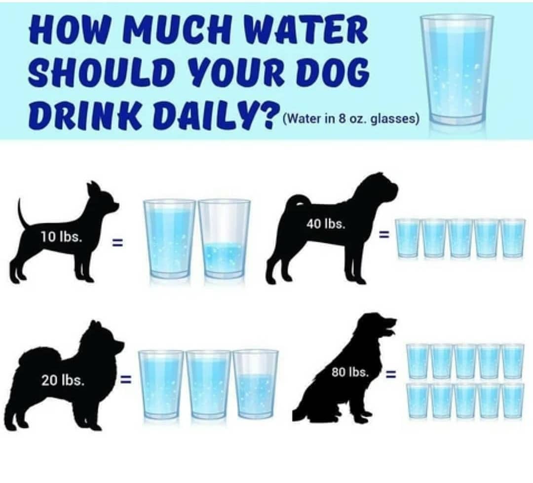 training4pets's tweet photo. The amount of water a dog should drink daily can vary based on several factors, including the dog's size, activity level, age, and environmental conditions. On average, a healthy dog will need approximately 1 ounce (30 milliliters) of water per pound of body weight per day. However, this is just a general guideline, and individual dogs may have different needs