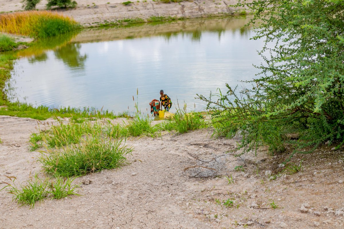 UNDPKenya's tweet image. Water💧 is life, water is food.

On #WorldFoodDay, we celebrate the vital role of water in ensuring food security. 

Learn how the Bulto Abarufa water pan in @TanaRiverCounty is preserving both water and peace. 🌊🌾 #WaterForLife  #WaterIsLife👇

shorturl.at/goy38