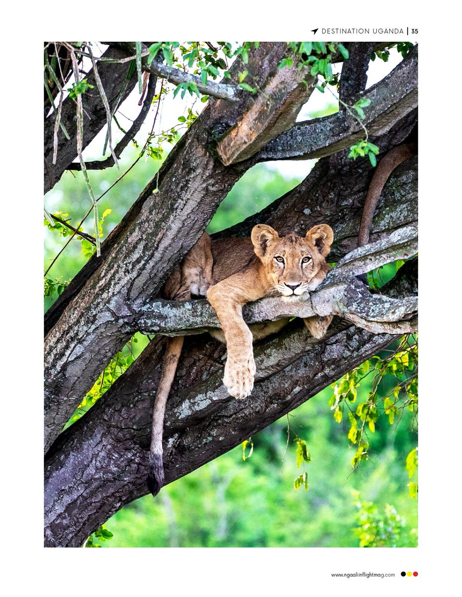 ngaalimag's tweet photo. Uganda: An untamed wildlife experience  

A visit to Uganda is a chance to flatten three bucket list items in one epic safari - in one country! 

👉🏾Grab a copy of our latest issue aboard your @UG_Airlines flight or tap 👉🏾https://t.co/JQovYYoqnd to read more https://t.co/JvqOG1PzxR