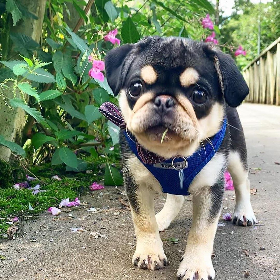 Pug life is the best life. 🐾🌟'

#cutepugs #pugcross #pugpower #pugmug #pugaddict #pugday #babypug #pugbaby #pugsproud #pugstuff #pugsrock #puppypug #happypug #pugslove #ENGvsAFG