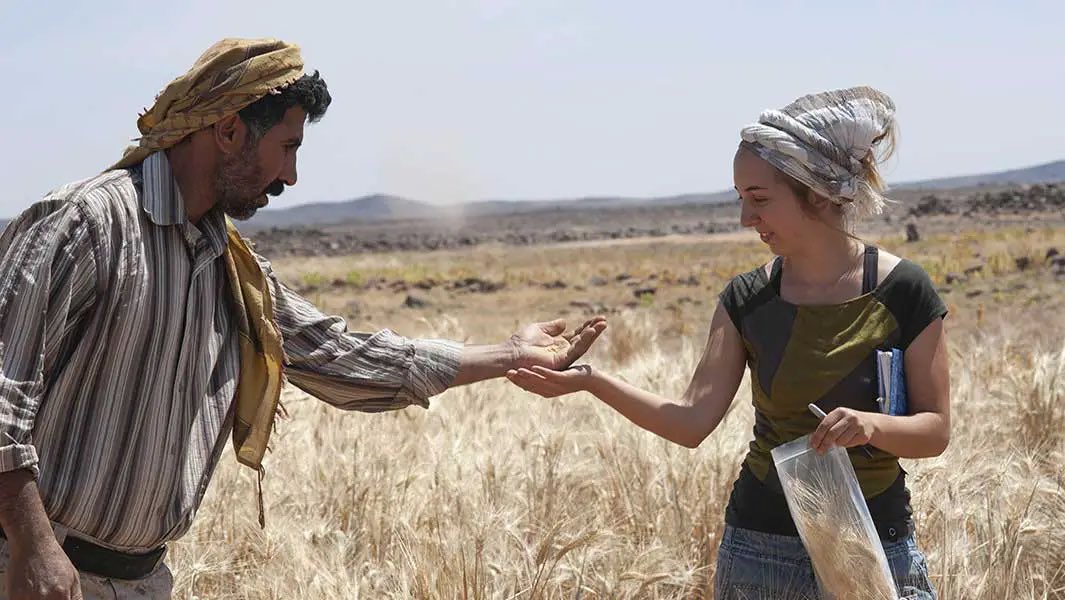 jordanfinance's tweet image. Today is #WorldBreadDay 🥖

Jordan 🇯🇴 holds the record for the oldest (baked) bread found.

14,400 years old!

Historically, Jordan was self sufficient in wheat and a net exporter. Today we import around 97% of our wheat.

guinnessworldrecords.com/news/2018/9/14…