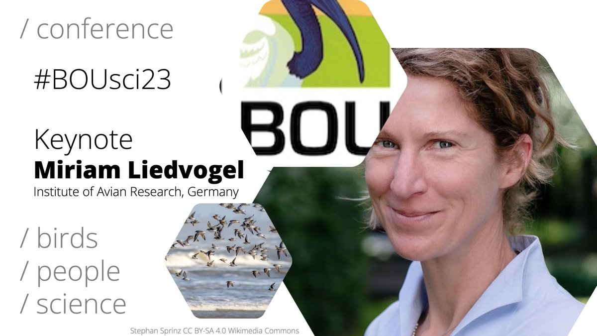 #BOUsci23 KEYNOTE PRESENTER Miriam Liedvogel @GenMig Institute of Avian Research, Germany @ifv_whv Blackcap migration: adaptation in time and space buff.ly/46zbL6i | #ornithology