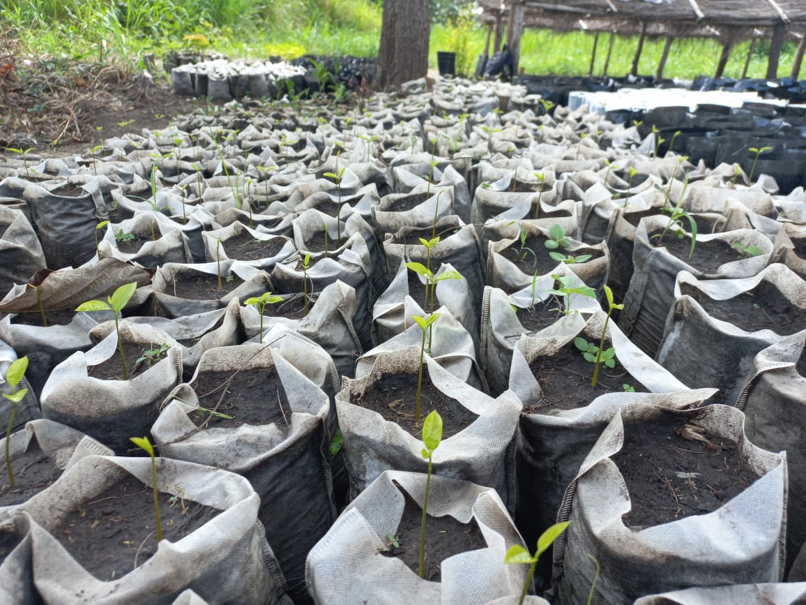 In Magwi County, With Support from the @WorldBank through the #ELRP project, @FAO established a tree nursery to supply agroforestry groups with seedlings. This will help restock the forest produce fruits while scaling up the fight for climate change.