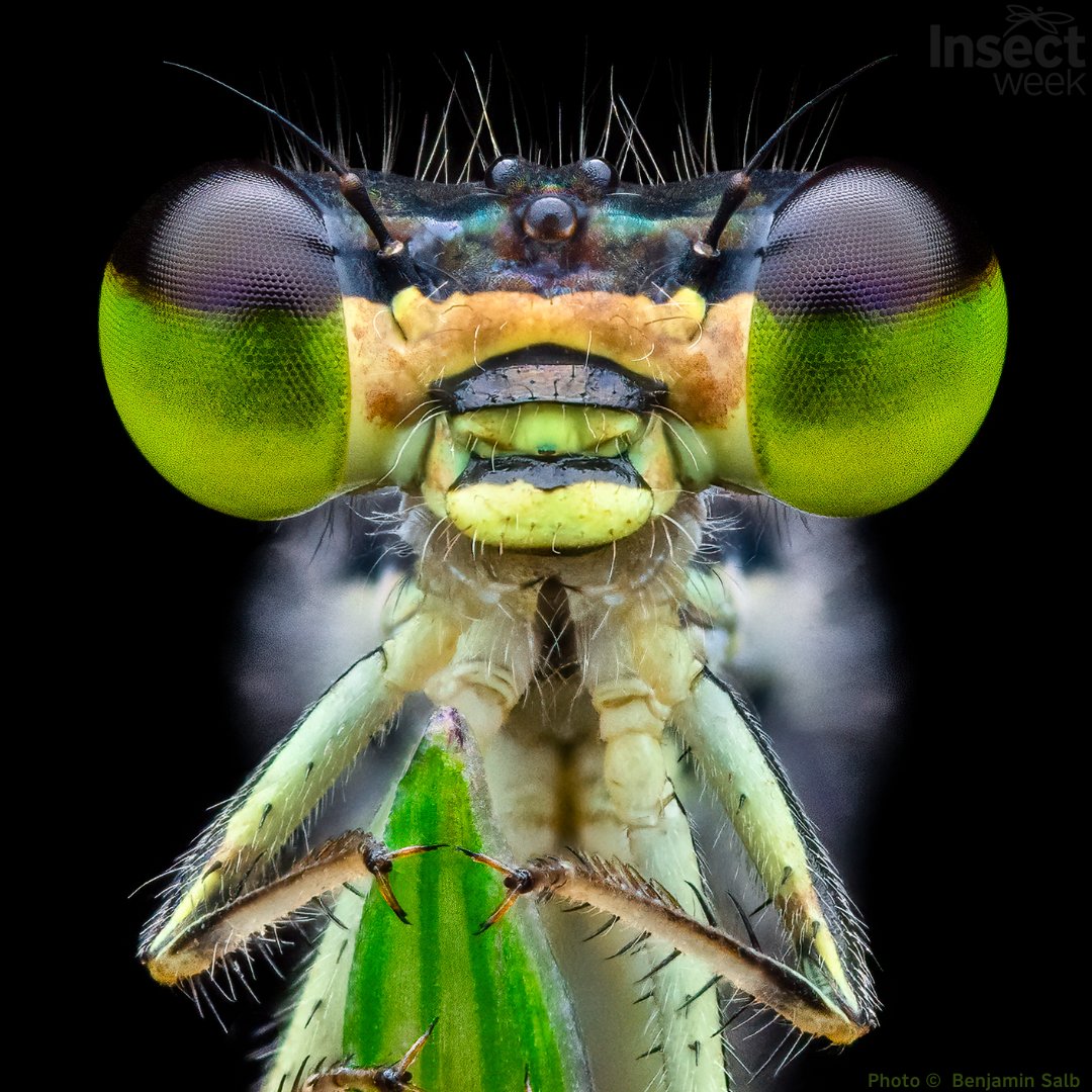 insectweek's tweet photo. 📸 Calling all budding #photographers, don't miss out on this year's #InsectWeek23 #Photography #Competition. Showcase your #insect #sightings from backyards to park ponds &amp; enter your photos before 31 October 23: 

https://t.co/luYYWS57U2

#WildlifePhotography #InsectPhotography https://t.co/gAdy1g5f8d