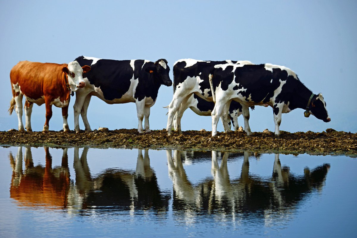 🐄 | Voorlichtingsbijeenkomst voor veehouders over evacuatie vee 
Ontvang informatie over het belang van voorbereidingen voor de evacuatie van vee bij een dreigende overstroming. 
📆 23 oktober
🕗 20.00 uur
📍 De Til, Giessenburg

Meer informatie ➡️ bit.ly/3ZHQKE0