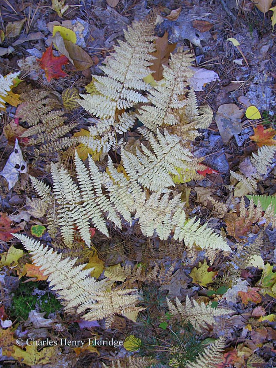 adklpl's tweet photo. "Autumn Ferns"
Stony Creek, Warren County
Adirondack Park, Northern NY
Follow us on Facebook! 🌲

#adklpl #alpl #adkef #adklife 
#adirondacks #northernnewyork 
#northcountry #locationalpl #adkfall https://t.co/BFZO3Xnxr6