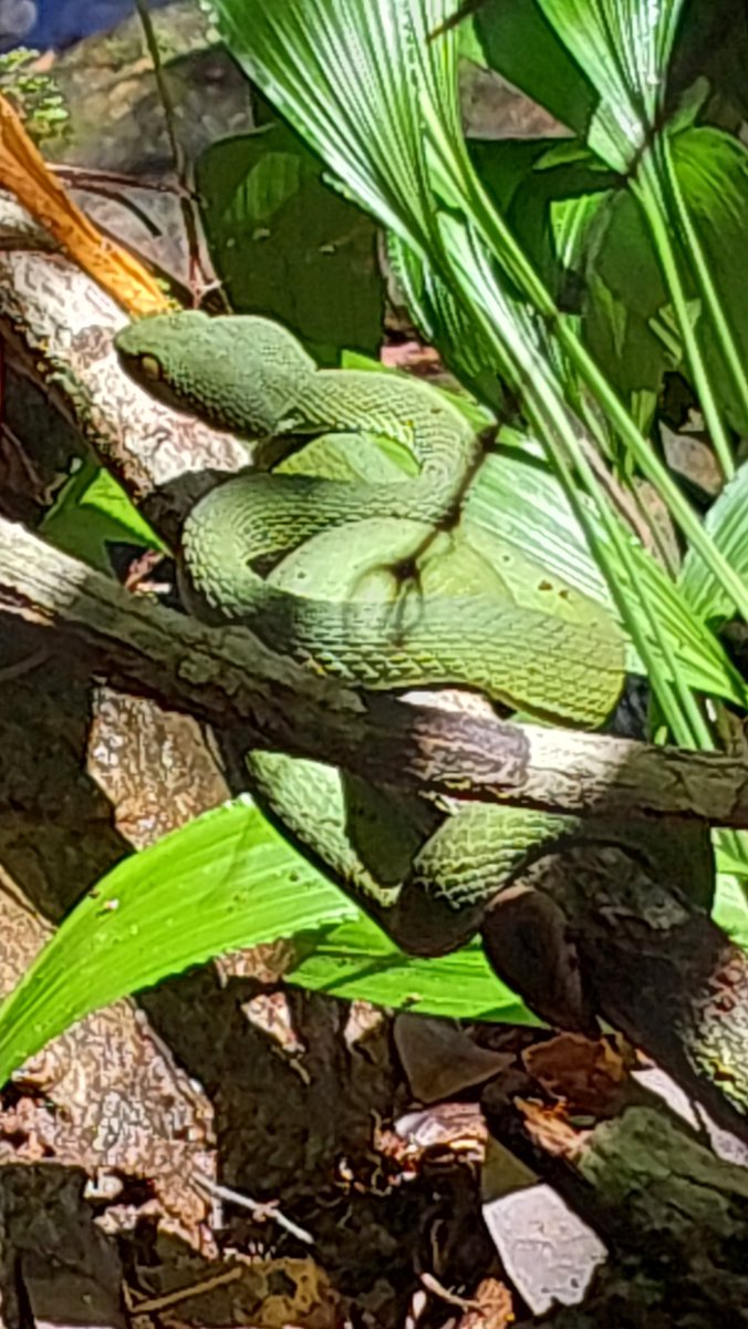 Close encounter of the Green Pit Viper kind.