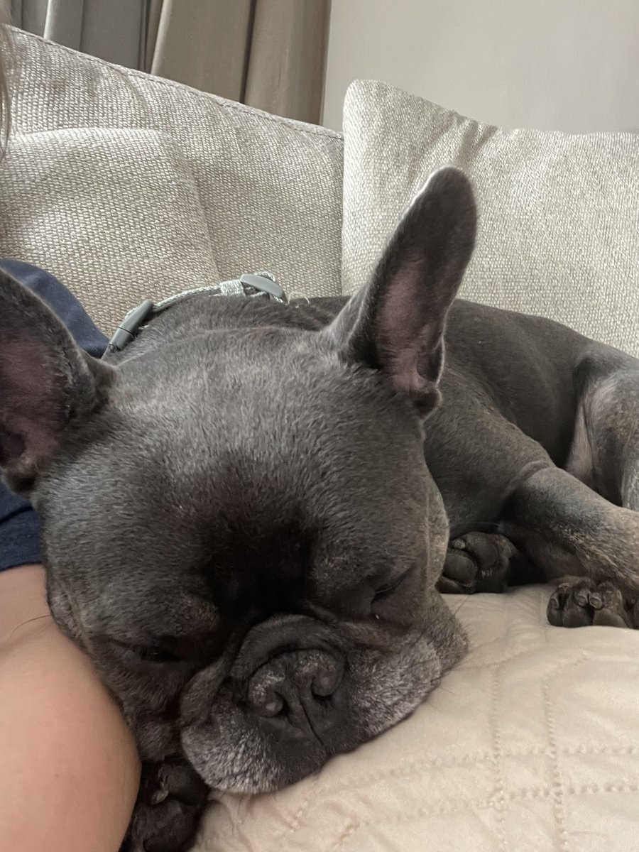 MingjueChen's tweet photo. My dog is v cute https://t.co/yNCghL6JcJ