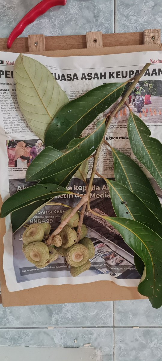 Excited to join <a href="/bgci/">Botanic Gardens Conservation International</a> and <a href="/MortonArboretum/">MortonArboretum</a> in #teaching #tree #conservation #workshops in Chiang Mai and Hanoi! Look forward to meet existing/new collaborators and join forces to protect and study Asia's amazing #biodiversity 💚🌳! #redlisting #gapanalyses actg.science