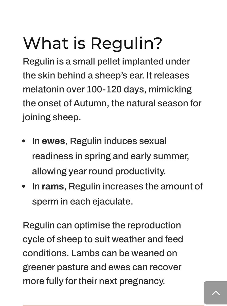 Seeking feedback on #Regulin. What increases in lambs have u seen? Is it hard to administer? Is it better than using teasers? Any comments greatly appreciated.